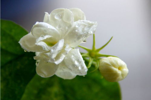 第一种：茉莉花