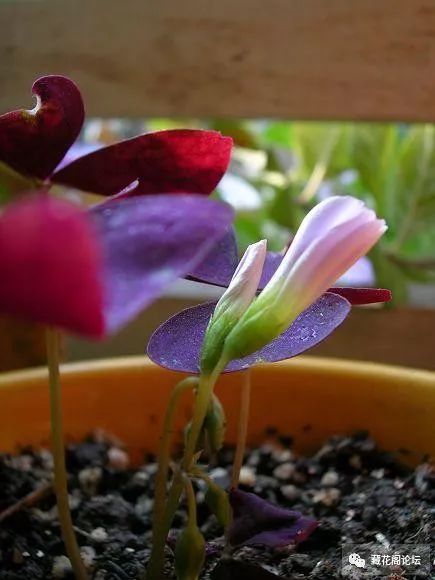 花卉防寒越冬的方法有啥？