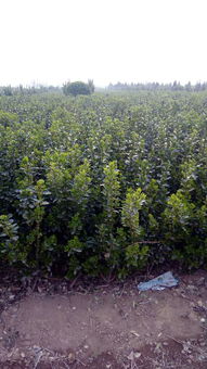 绿化带植物：黄杨树苗的选择