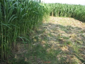 甜象草种子价格之谜