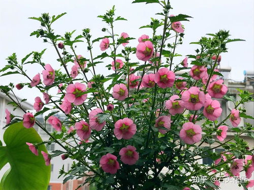 木槿风水寓意好吗？家里养木槿要注意什么