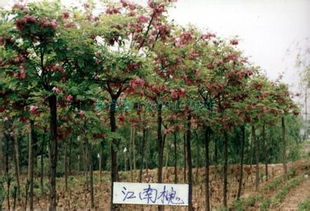 苗圃基地的分类