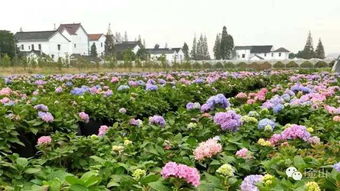 云南的花海， 美得让人心醉