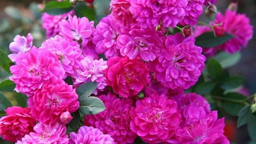 月季：美丽背后的烦恼