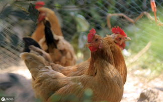 使用新玉米养蛋鸡有哪些风险？如何规避