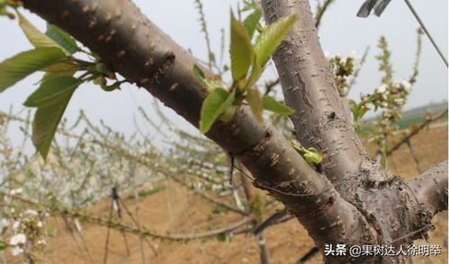 3. 栽植过深或浇水过多