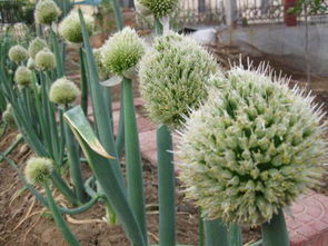 大葱的病害家族