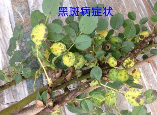 月季底部发黄是什么原因导致的，是土壤问题还是病虫害引起的