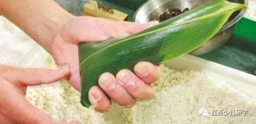箬叶和粽叶一样吗？新手包粽子前必看小知识