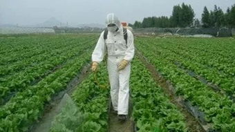 苄嘧磺隆：选择性内吸传导型除草剂