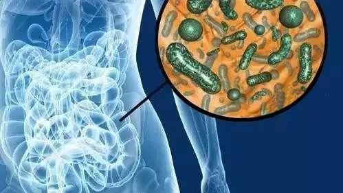 微生态制剂助养殖动物肠道菌群平衡