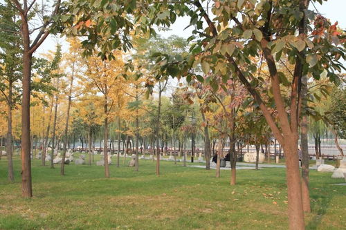 柿子树种植小贴士：土壤与光照大揭秘