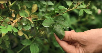 夏天月季黄叶的原因解析