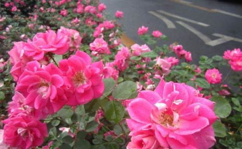 宜昌西陵二路：月季花带的魅力
