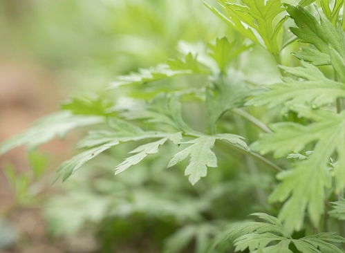 香艾草和艾草有何不同？内行人揭秘区分技巧