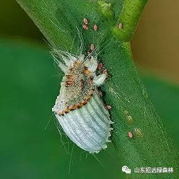 介壳虫用什么药最有效？养花达人推荐给你