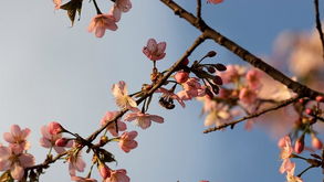 红花蕊木修剪宜在春季萌芽前，疏剪病弱枝