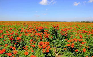 湖南多雨季节，草本花卉怎么选？