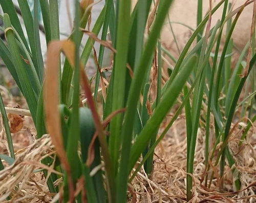 韭菜的生长速度