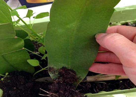 去年试过纯河沙扦插，黑腐率40%！现在这个配方成活率90%