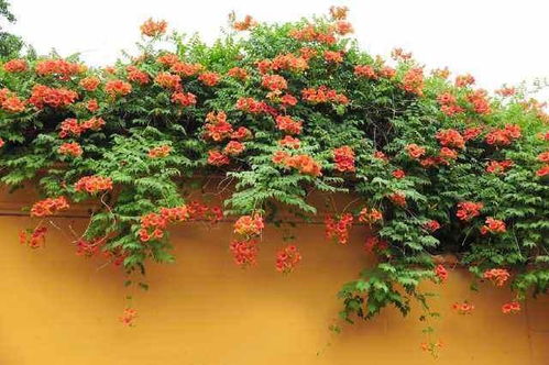 凌霄花——Zui合适你的要求