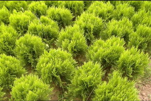 洒金柏球适宜地区