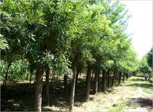 地域差异与价格