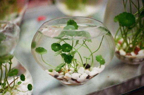 水缸里的花花世界