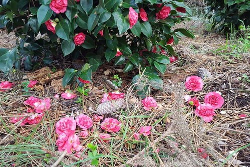 龙沙宝石， 藤本月季的明星