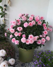 阳台上的粉嫩小秘密