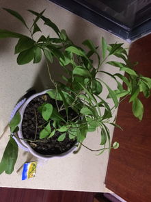 非洲茉莉如何养才能叶子茂盛？