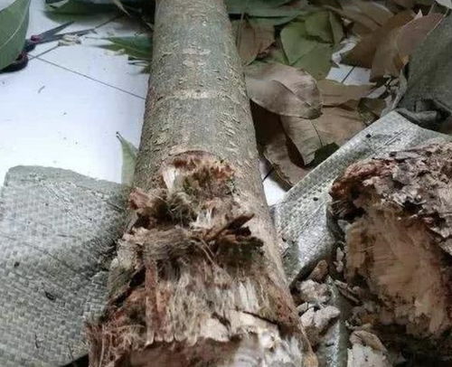发财树根部烂了怎么办？如何挽救这棵绿植的生命