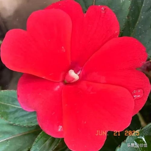 凤仙花图片大全大图来啦，哪种色彩最迷人