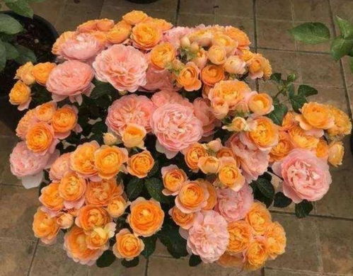 这种营养液就是经过发酵的橘子水