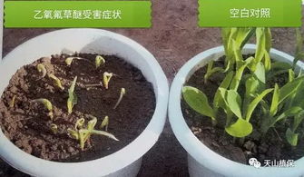 乙草胺对玉米苗有影响吗？