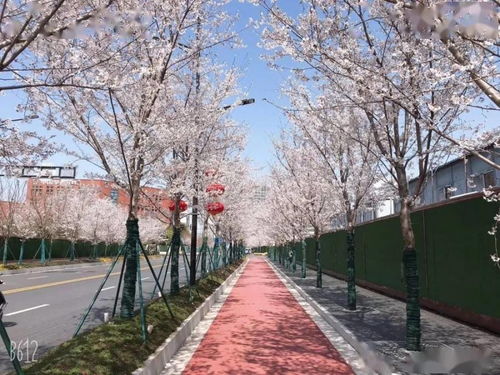 市政道路绿化选苗标准揭秘