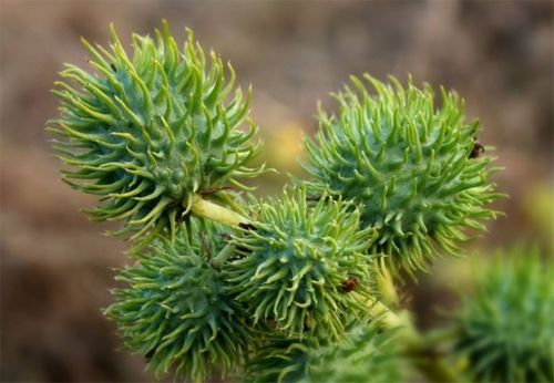 （停顿）不过话说回来为啥现在还有人坚持用种子？这中间的门道可深了去了。今儿咱们就掰开了揉碎了说保准你听完嫩少走三年弯路。