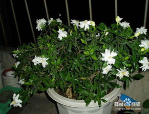 施肥也要讲究， 不然桅子花会不高兴