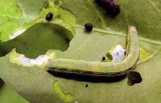 5甲维盐的Zui佳复配方案