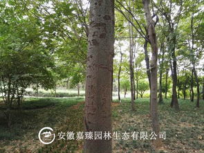 种植地点的选择