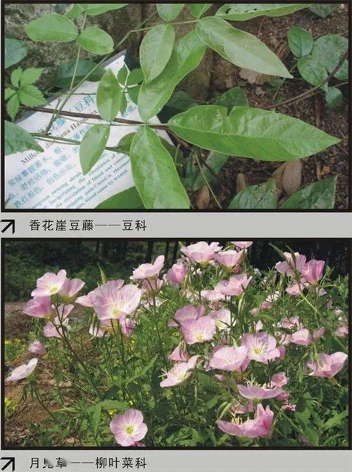 60种常见花卉植物品种识别