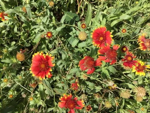 斑点：健康的晴雨表