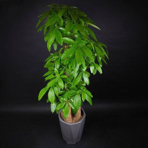 竹类植物：转运竹与富贵竹， 节节高升平安符