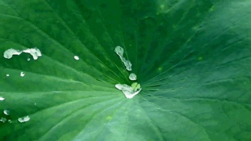 揭秘：自然界中最短花期植物，种植爱好者必知！