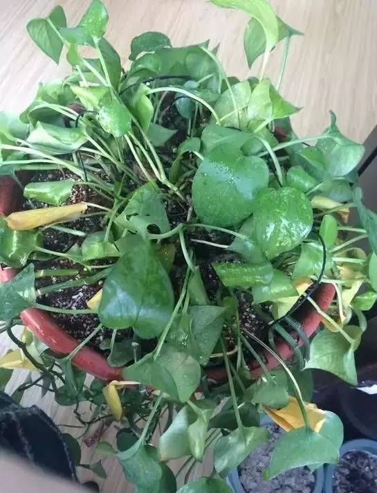 病虫害，也不容忽视