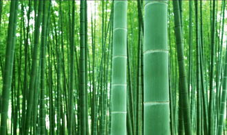 剪叶竹子怎么养？如何让它重新焕发生机