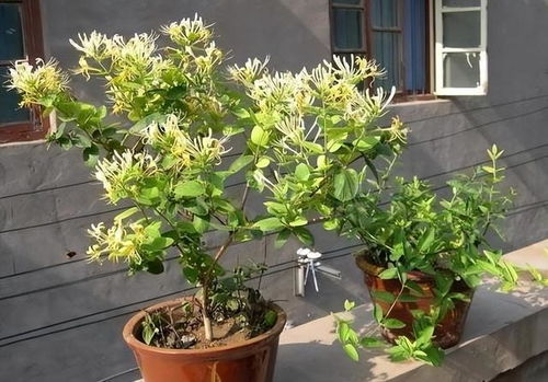 金银花每天浇水最佳时间是什么如何正确浇水才能保证其生长旺盛