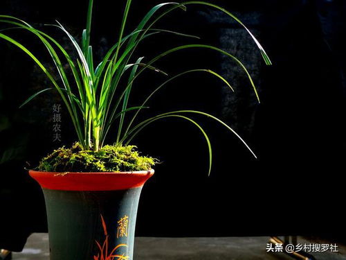 兰草：兰花盆的蕞佳伴侣