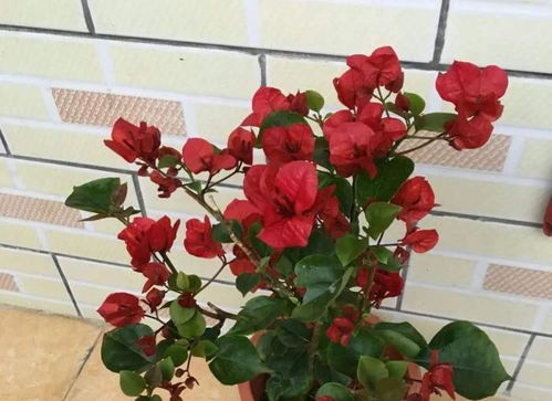 修剪三角梅后如何保证其快速恢复生长
