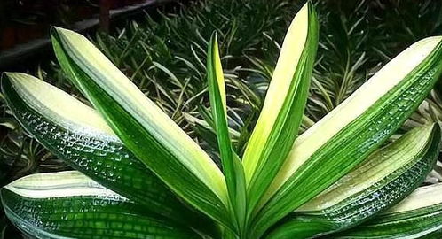 北方优选方案，懒花王也嫩开花